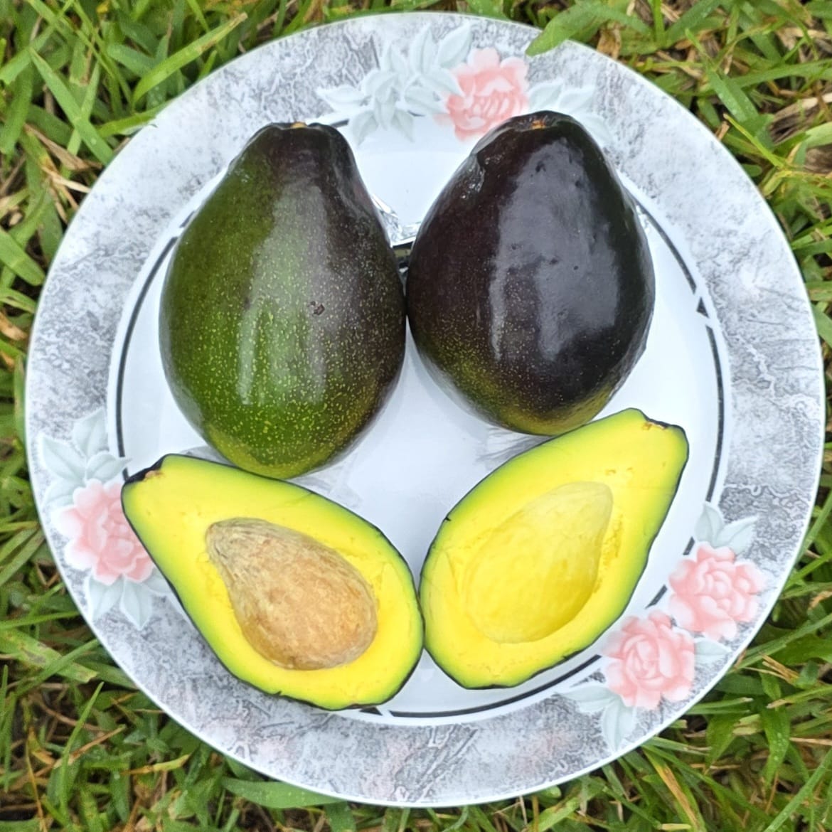 Fruit Variety Picture